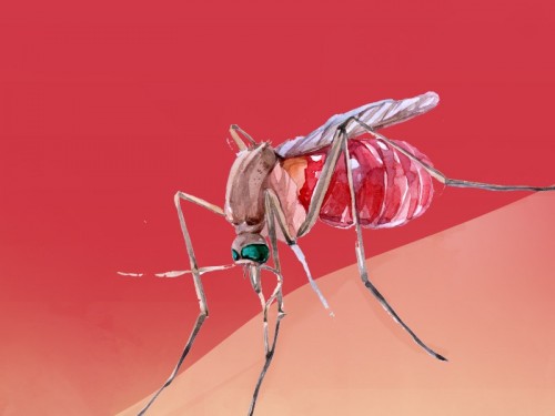 Chikungunya